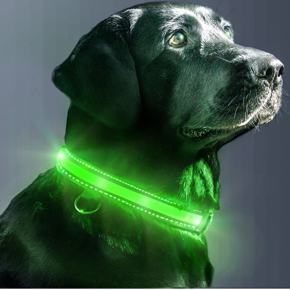 LED Dog Collar, USB Rechargeable, Lightweight Glowing pet Dog Collar -Medium